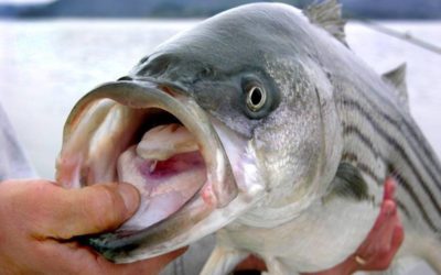 Lake Texoma Striper Fishing Season
