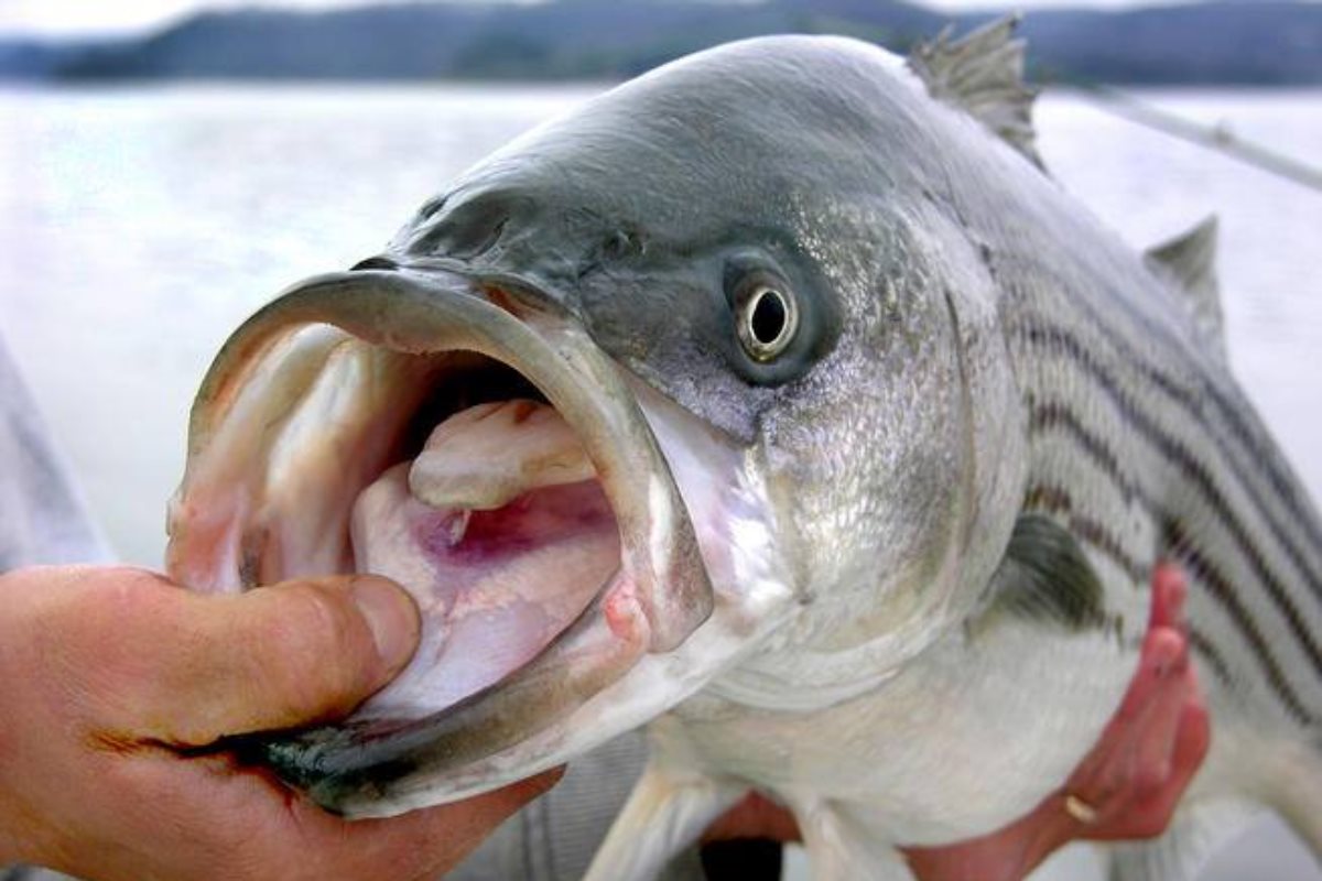 Lake Texoma Striper Fishing Season