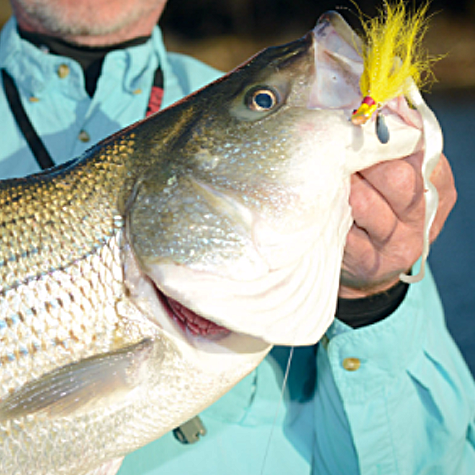 Lake Texoma Fishing Guides