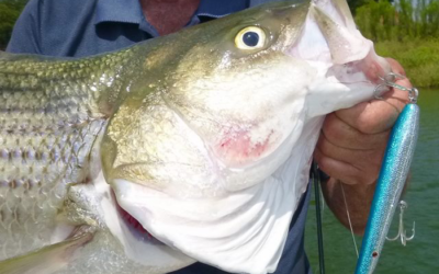 Lake Texoma’s Topwater Striper Action is Hotter than a Firecracker