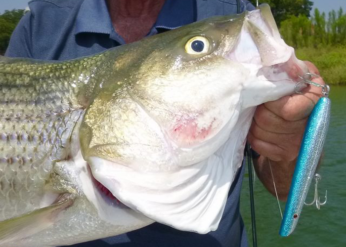 Topwater Fishing Lake Texoma-Striper Express