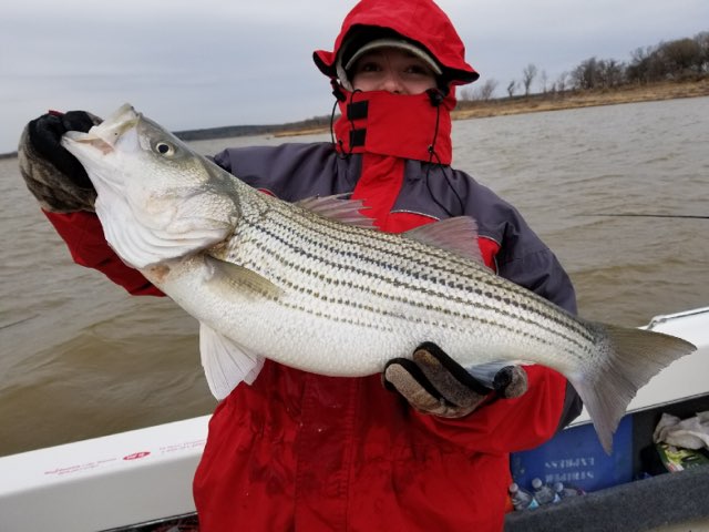 Lake Texoma Striper Fishing Season